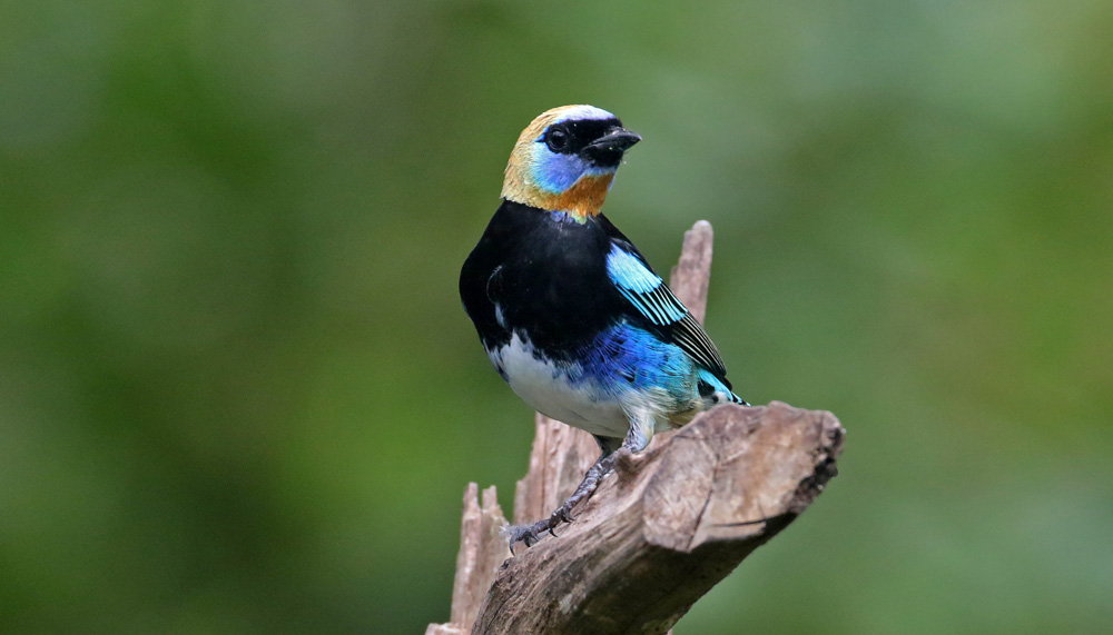 Golden-Hooded Tanager